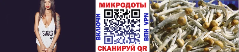 Галлюциногенные грибы Psilocybine cubensis  где найти   Духовщина 